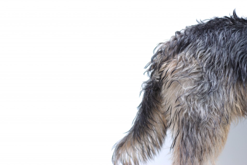 sjors hond bosnische brak barak