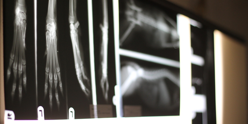 Dierenartsassistente Joyce Everink