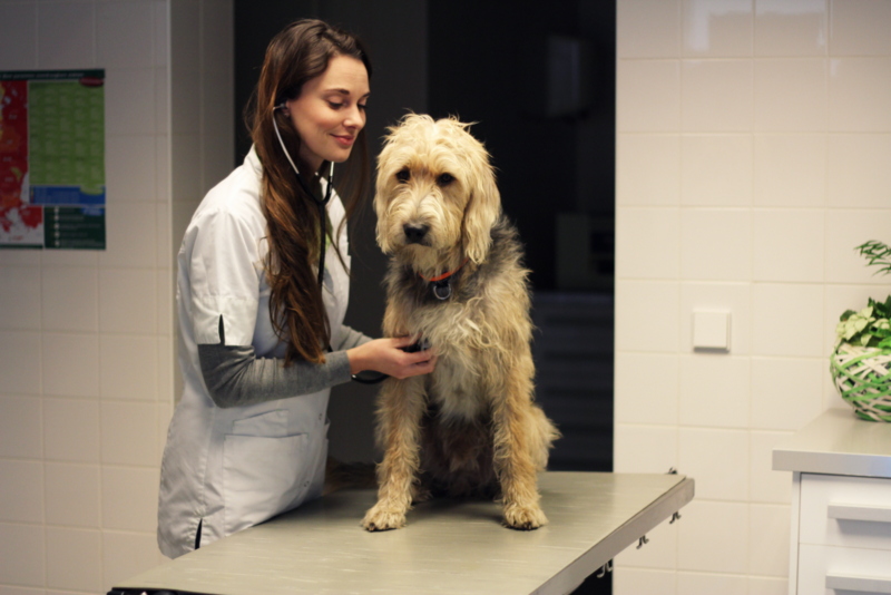 Dierenartsassistente Joyce Everink