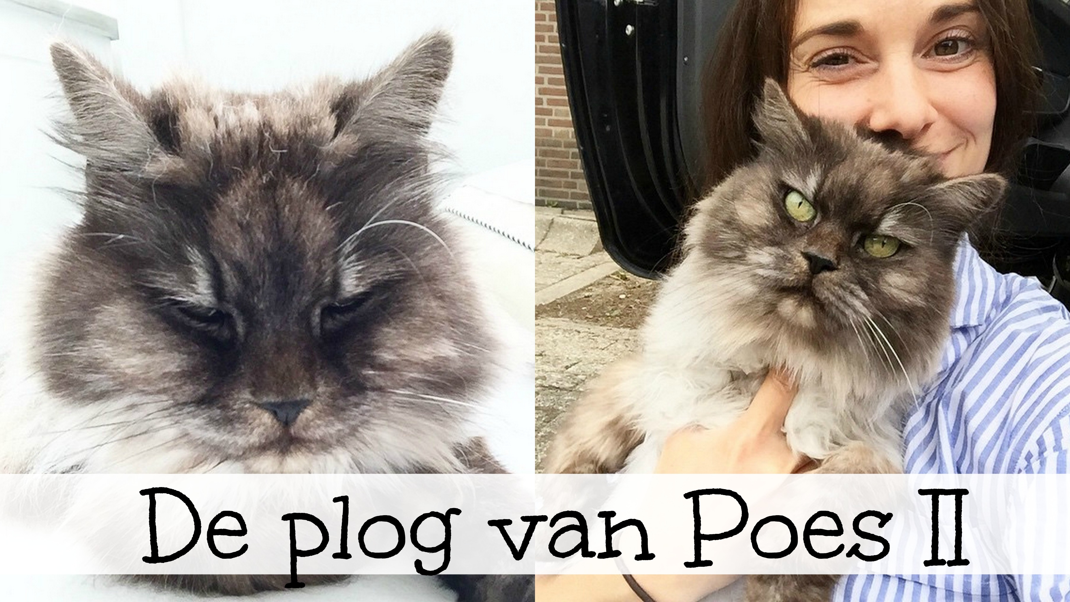 plog poes 2