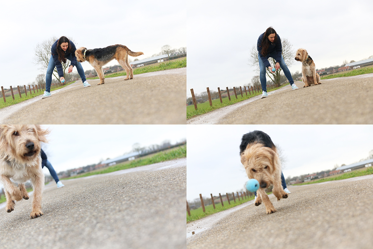 Het beste speelgoed voor je hond