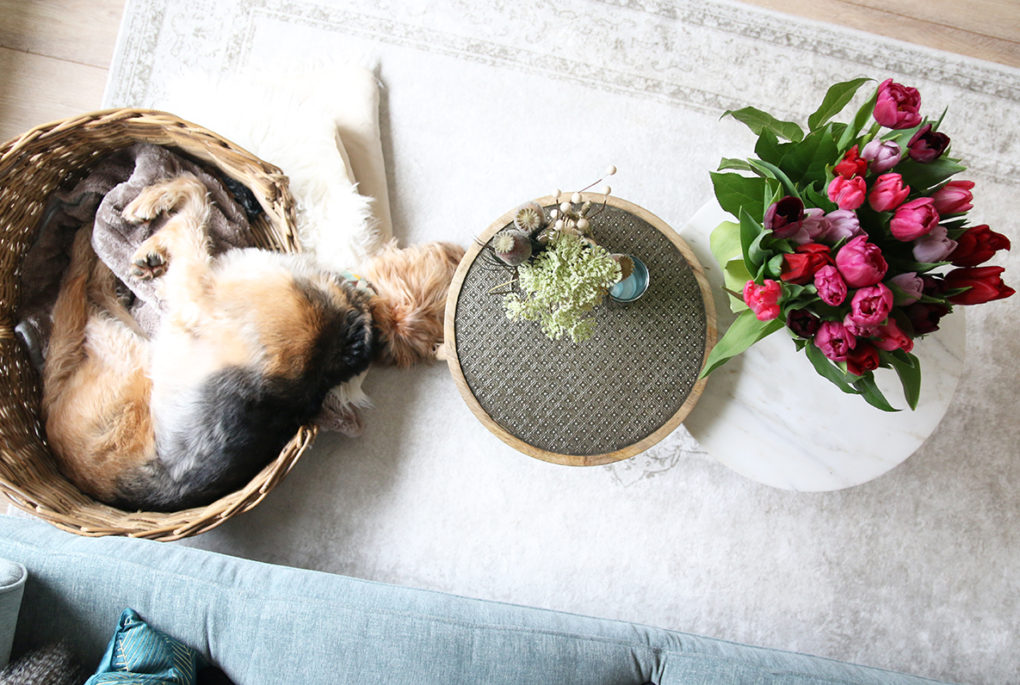 Het beste speelgoed voor je hond