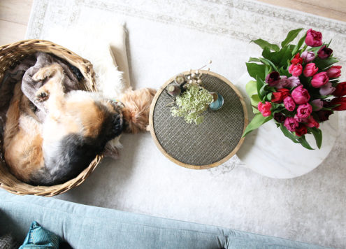 Het beste speelgoed voor je hond