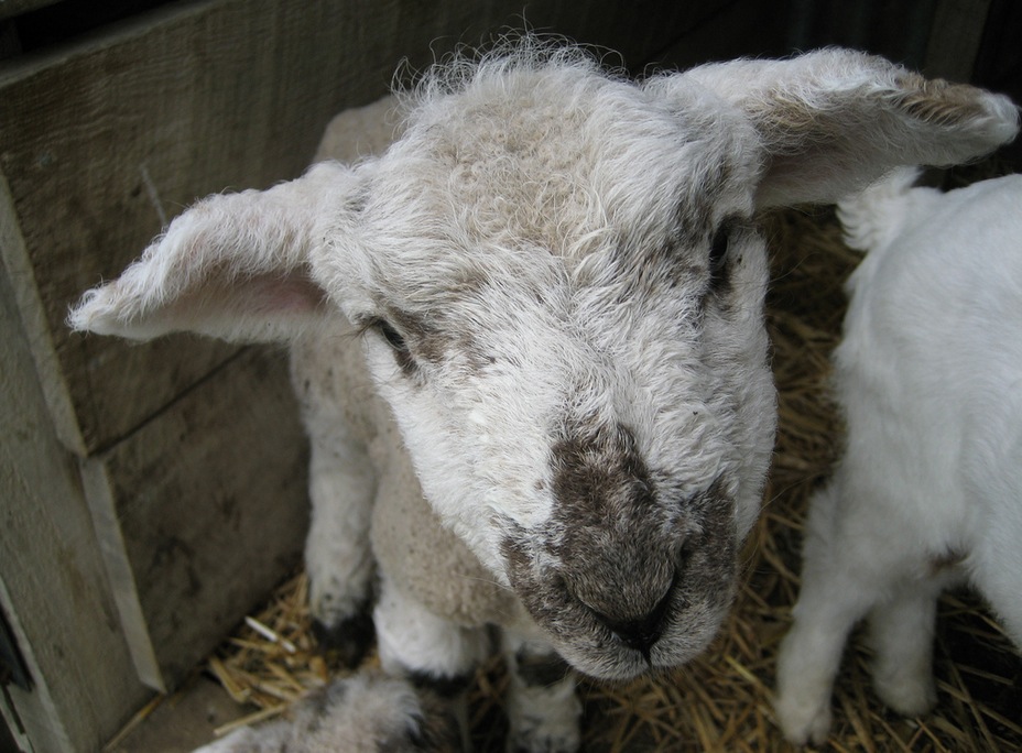 producten waar dier in zit
