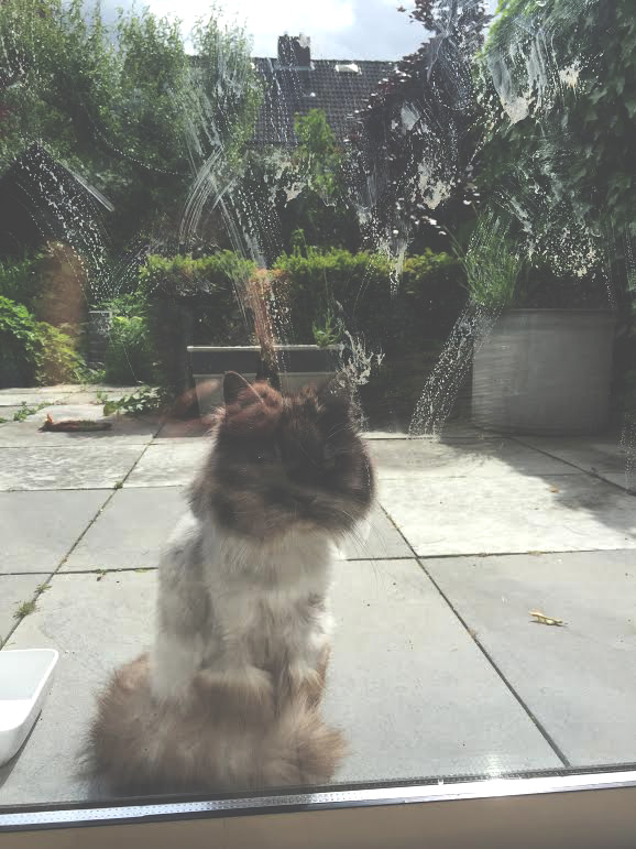 poes maakt ramen vies