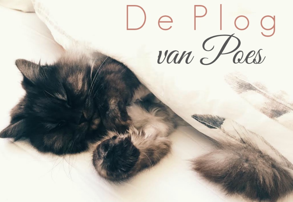 de plog van poes