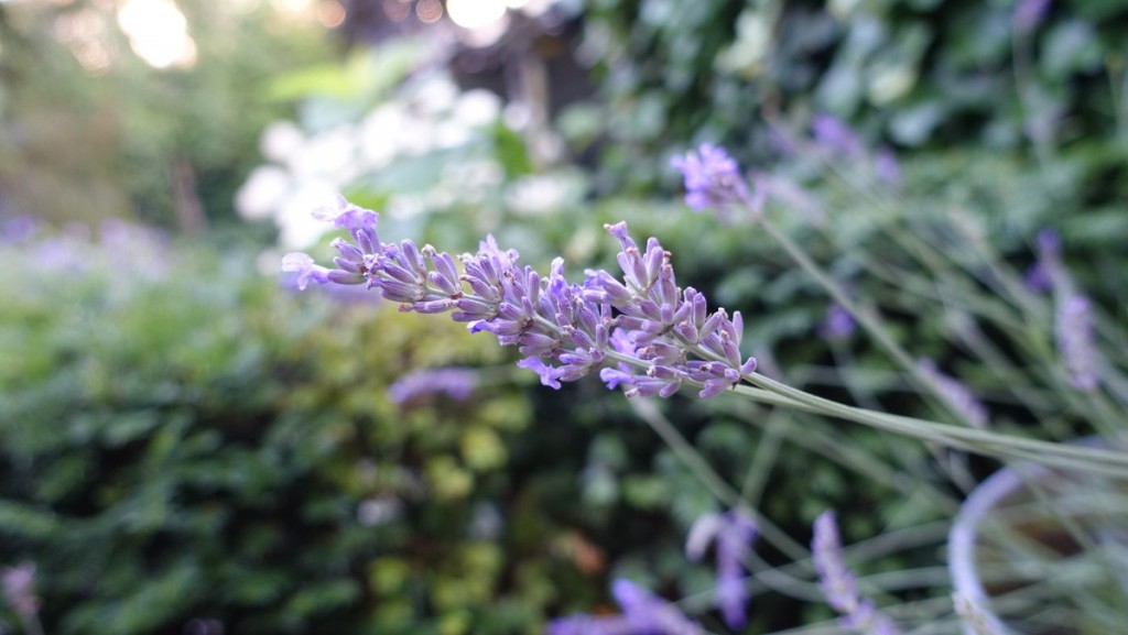 sony rx 100 III review