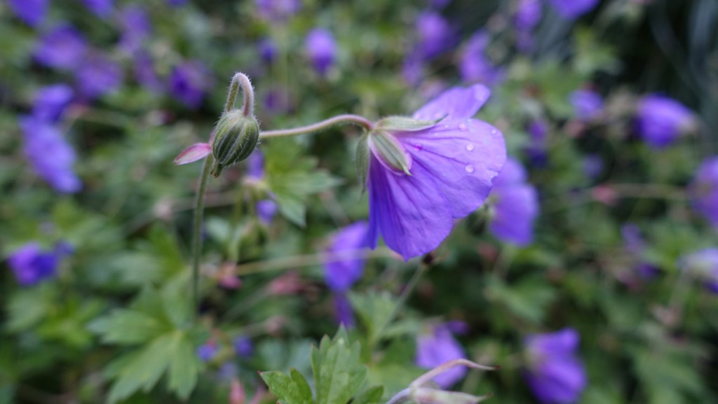 sony rx 100 III review