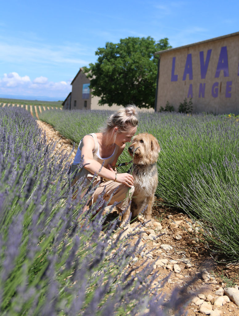 lavendel Valensole frankrijk